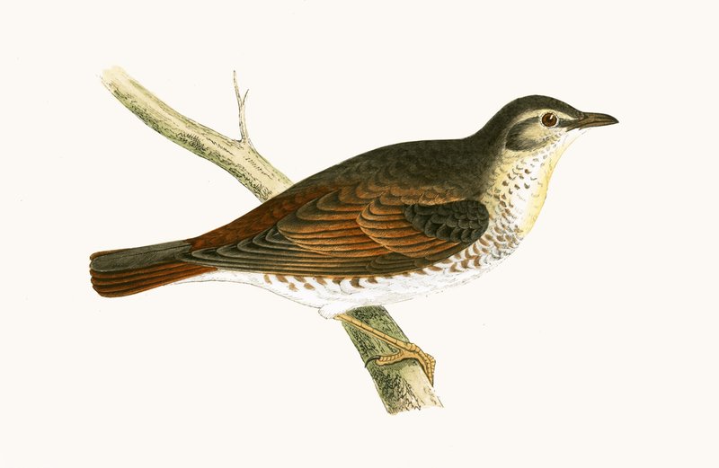 Naumanns trast, illustration från "A History of the Birds of Europe Not Observed in the British Isles" av Charles Robert Bree (1811-86), publicerad 1867 av English School