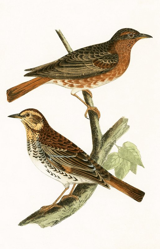 Naumanns trast, illustration från "A History of the Birds of Europe Not Observed in the British Isles" av Charles Robert Bree (1811-86), publicerad 1867 av English School