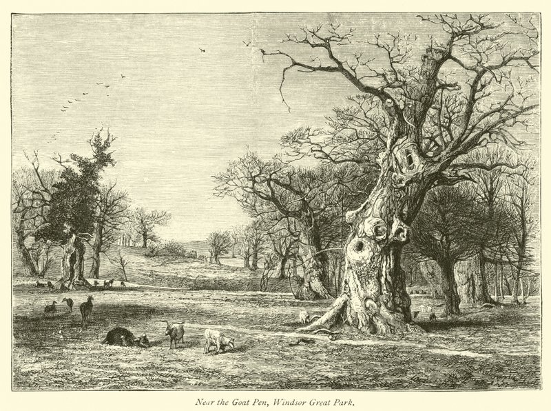 Nära Goat Pen, Windsor Great Park av English School