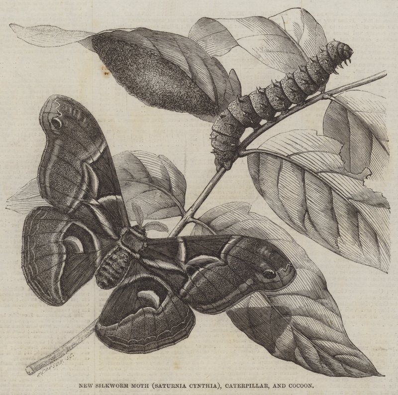 Ny silkesfjäril (Saturnia Cynthia), Caterpillar och Cocoon (gravyr) av English School