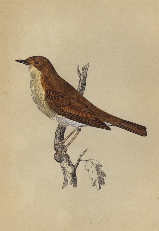 Nightingale (färg litho) av English School