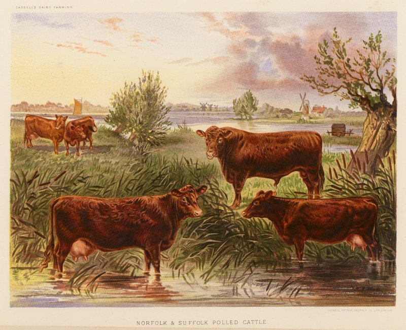 Norfolk och Suffolk Polled Cattle (färglitografi) av English School