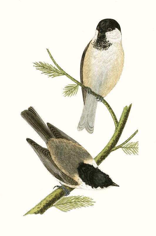Northern Tit, illustration från "A History of the Birds of Europe Not Observed in the British Isles" av Charles Robert Bree (1811-86), publicerad 1867 av English School