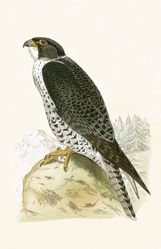 Norska Jer-Falcon, illustration från 