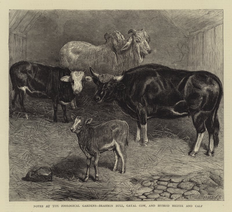 Anteckningar vid Zoological Gardens, Brahmin Bull, Gayal Cow och Hybrid kviga och kalv (gravyr) av English School