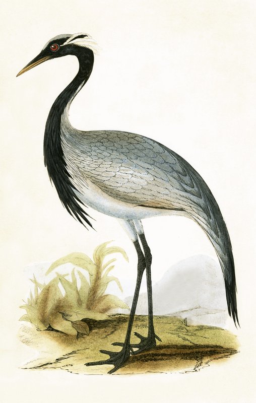 Numidian Crane, illustration från "A History of the Birds of Europe Not Observed in the British Isles" av Charles Robert Bree (1811-86), publicerad 1867 av English School