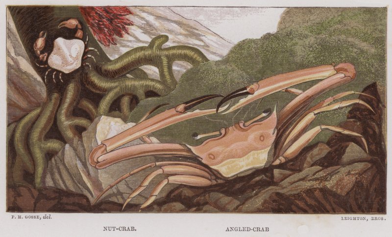 Nut-Crab, Angled-Crab (färg litho) av English School