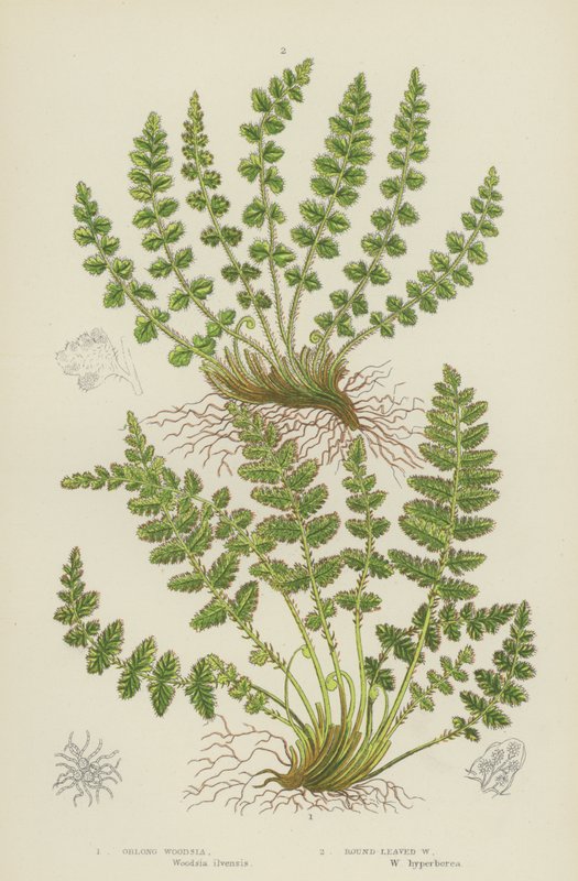 Oblong Woodsia, rundbladig Woodsia (färglitografi) av English School