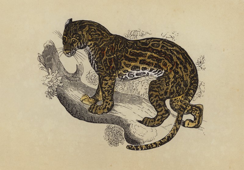 Ocelot (färglitografi) av English School