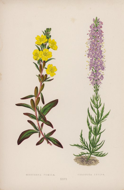Oenothera Pumila; Veronica Incisa (färglitografi) av English School