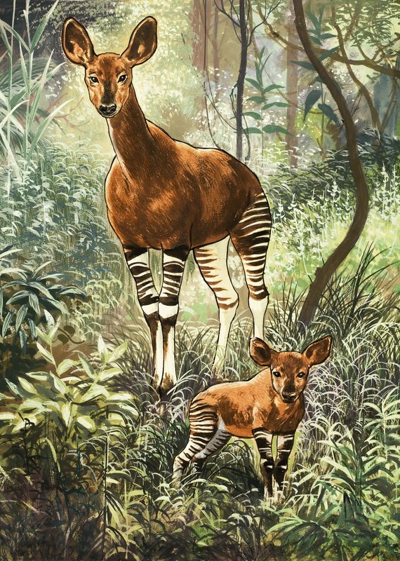 Okapis i Kongo av English School