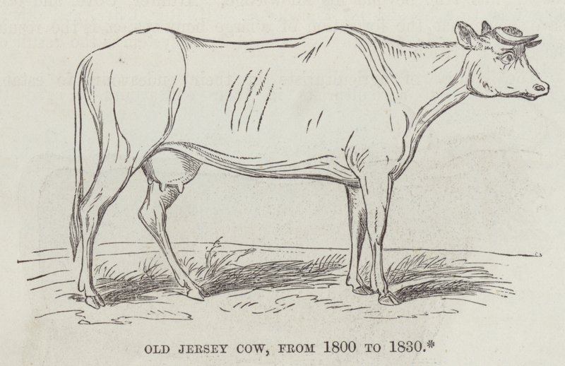 Old Jersey ko, från 1800 till 1830 (gravyr) av English School