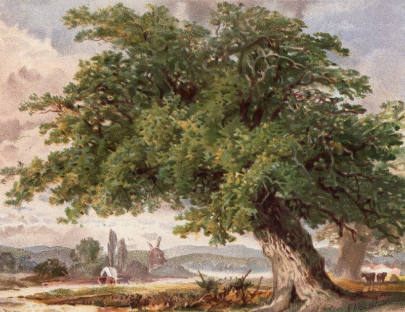 Old Oak by the Wayside, Surrey (färg litho) av English School