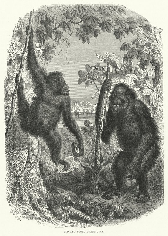 Gamla och unga Orang-Utan (gravyr) av English School