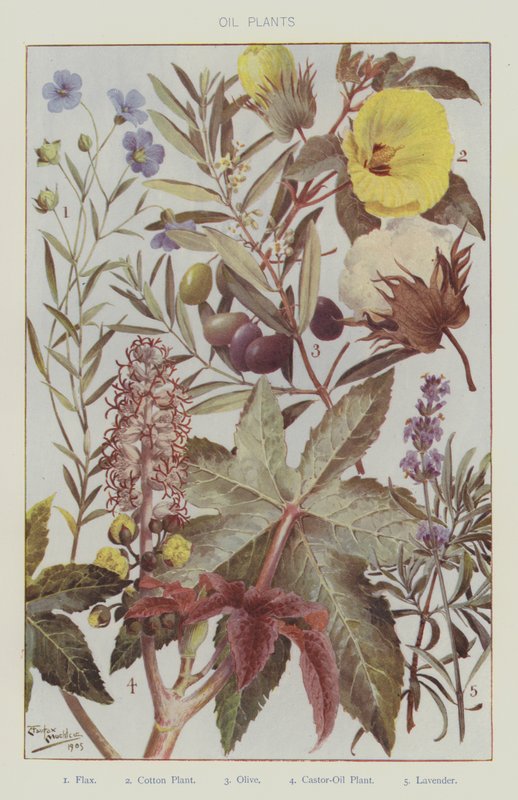 Oliväxter (färg litho) av English School