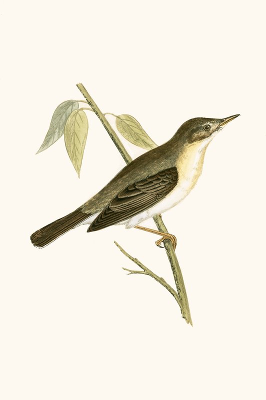 Olivsångare, illustration från "A History of the Birds of Europe Not Observed in the British Isles" av Charles Robert Bree (1811-86), publicerad 1867 av English School