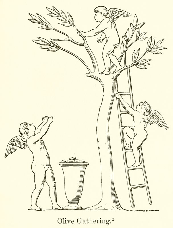 Olive Gathering av English School