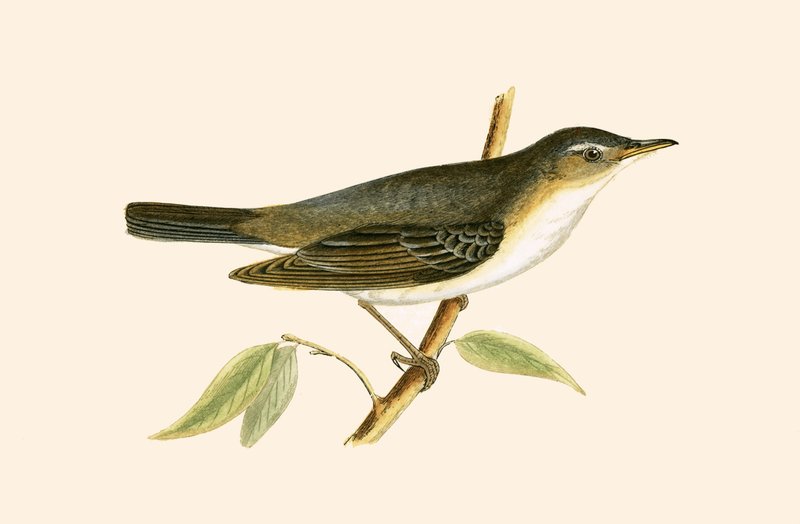 Olive Tree Warbler, illustration från "A History of the Birds of Europe Not Observed in the British Isles" av Charles Robert Bree (1811-86), publicerad 1867 av English School