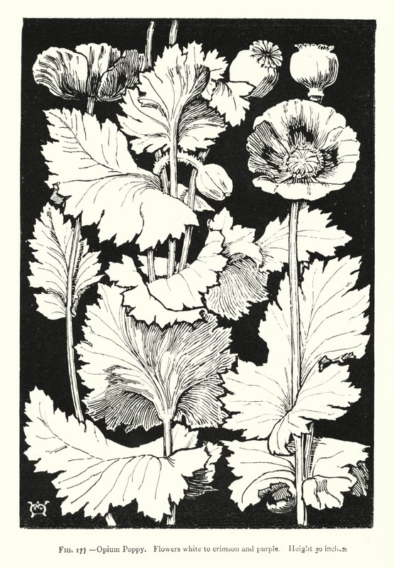 Opiumvallmo; Blommor vita till röda och lila; Höjd 30 tum (gravyr) av English School