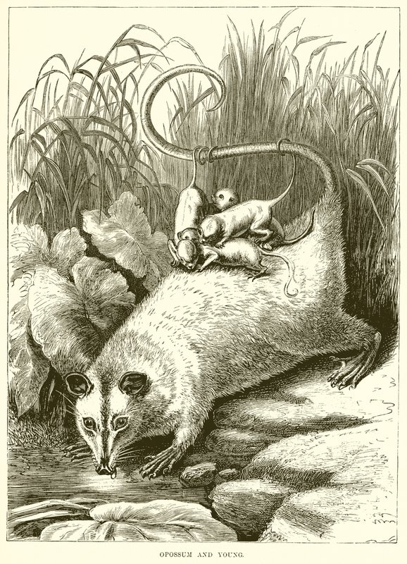 Opossum och Young av English School