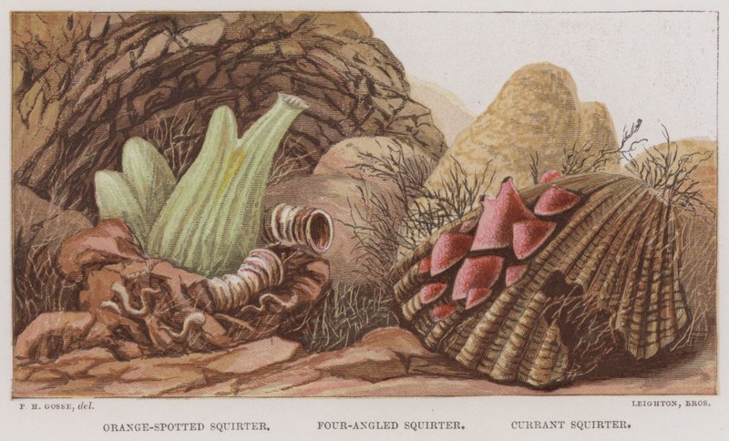 Orange-fläckig spruta, fyrvinklad spruta, vinbär spruta (färg litho) av English School