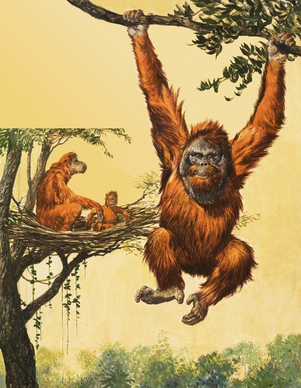 Orangutanger av English School