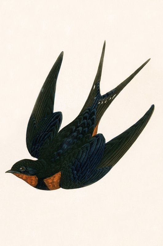 Oriental Chimney Swallow, illustration från "A History of the Birds of Europe Not Observed in the British Isles" av Charles Robert Bree (1811-86), publicerad 1867 av English School