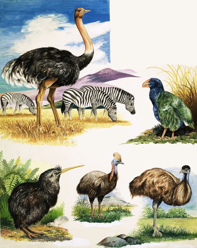 Struts, Kiwi, Kasuar, Emu och Takahe av English School