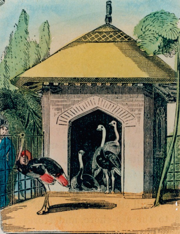Struts och emu hus på London zoo. 1840-talet av English School