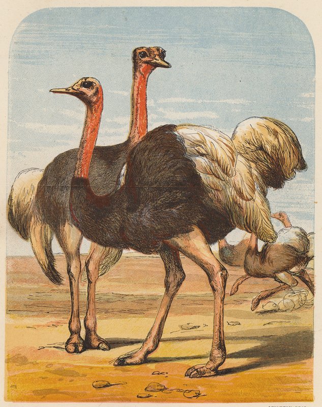 Strutsar (färglitografi) av English School