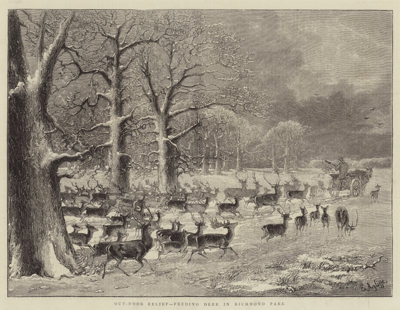 Utomhusavlastning, matar rådjur i Richmond Park (gravyr) av English School