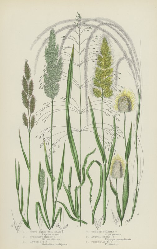 Ovate Hares Tail Grass, Spreading Millet Grass, Awned Nit Grass, Common Feather Grass (färglitografi) av English School