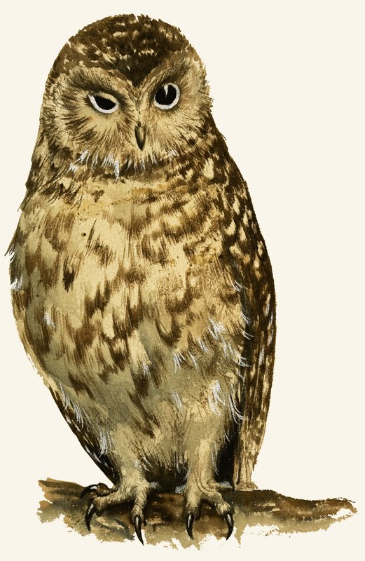 Owlswed av English School