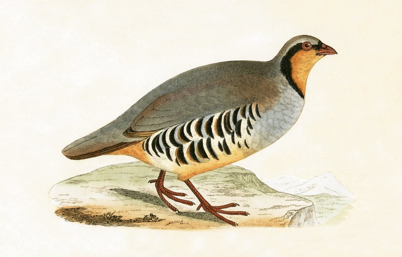 P Graeca, Var, illustration från 