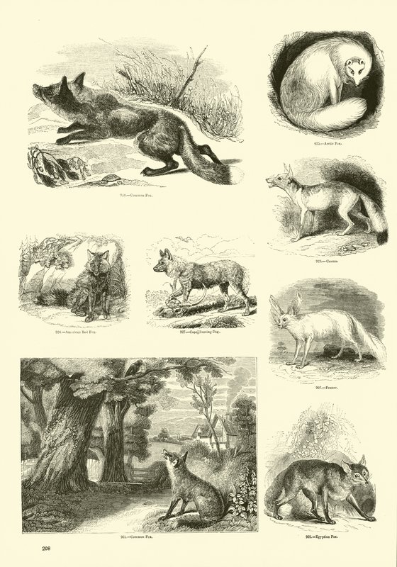 Sida från The Pictorial Museum of Animated Nature av English School
