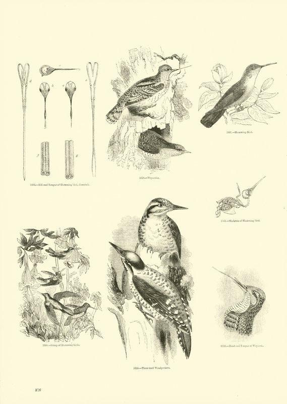 Sida från The Pictorial Museum of Animated Nature av English School