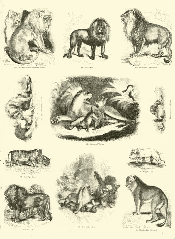 Sida från The Pictorial Museum of Animated Nature av English School