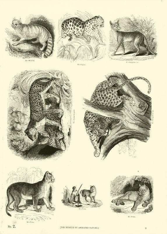Sida från The Pictorial Museum of Animated Nature av English School