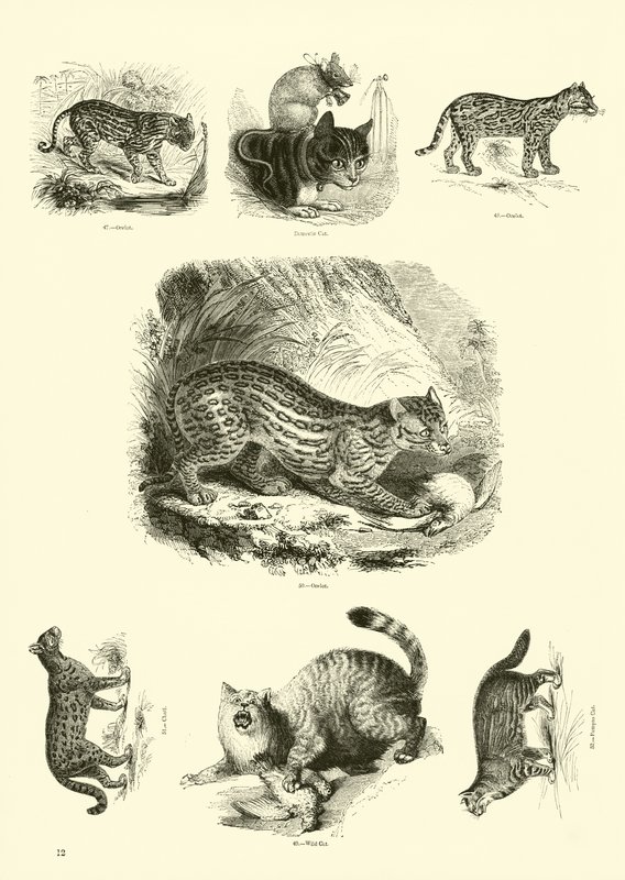 Sida från The Pictorial Museum of Animated Nature av English School