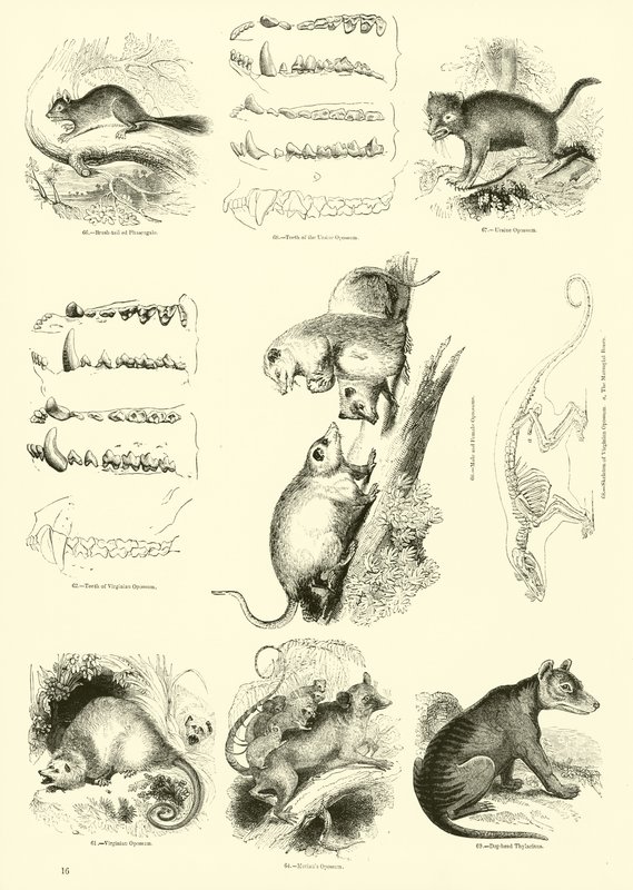 Sida från The Pictorial Museum of Animated Nature av English School
