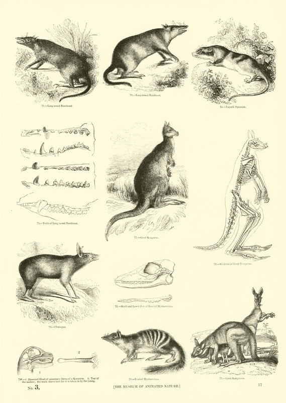Sida från The Pictorial Museum of Animated Nature av English School