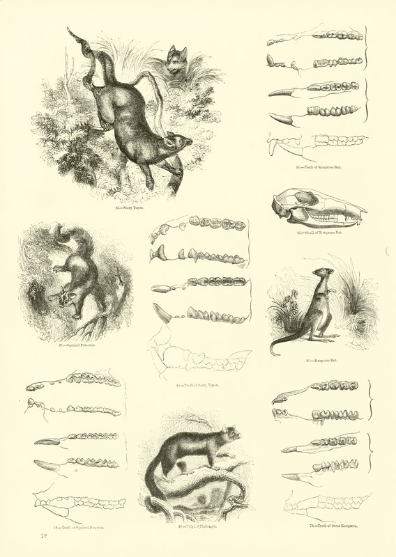 Sida från The Pictorial Museum of Animated Nature av English School