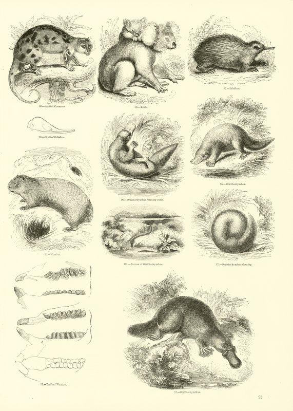 Sida från The Pictorial Museum of Animated Nature av English School