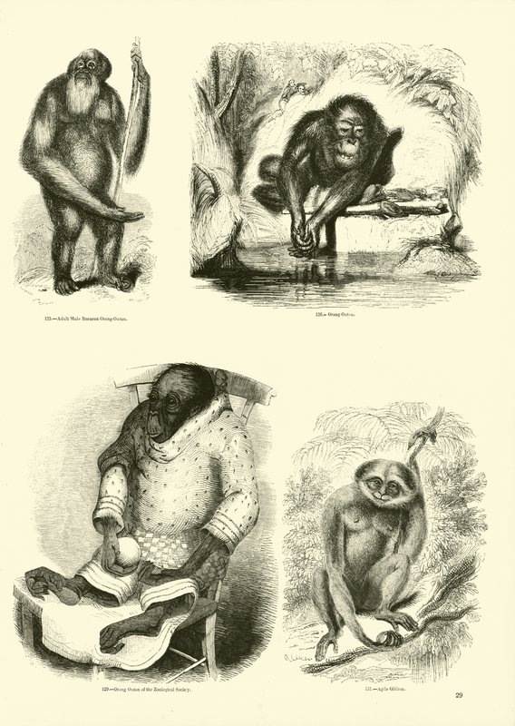 Sida från The Pictorial Museum of Animated Nature av English School
