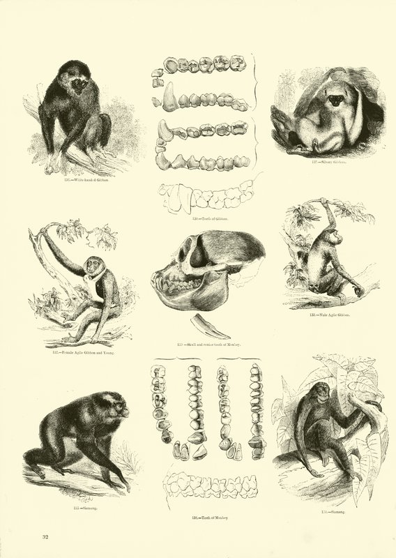 Sida från The Pictorial Museum of Animated Nature av English School