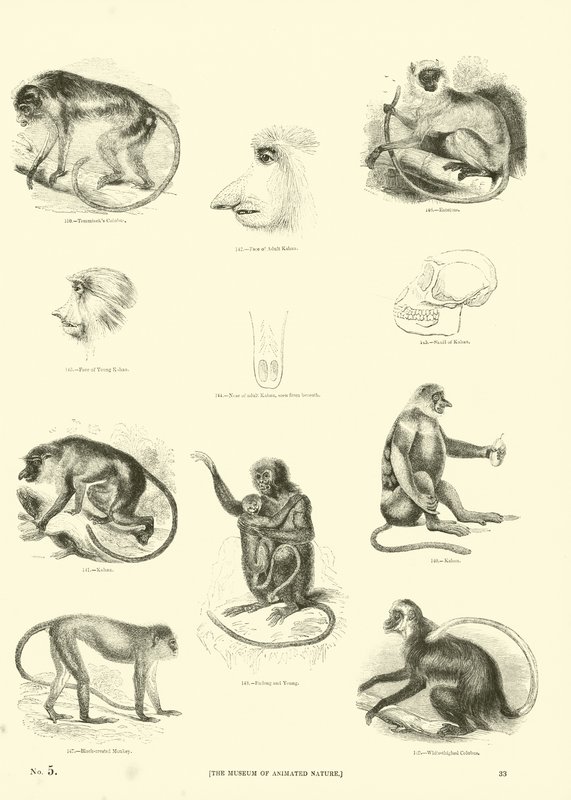Sida från The Pictorial Museum of Animated Nature av English School
