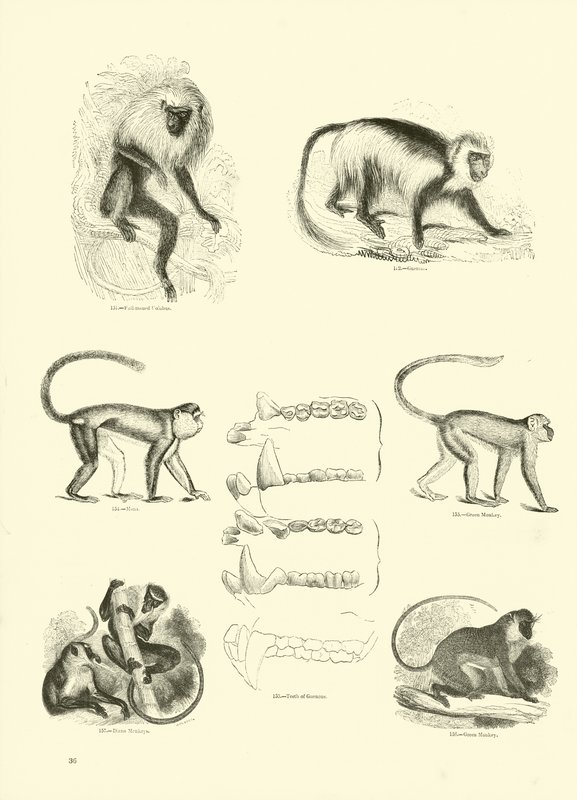 Sida från The Pictorial Museum of Animated Nature av English School