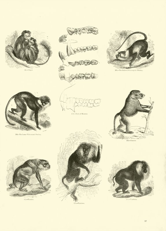 Sida från The Pictorial Museum of Animated Nature av English School