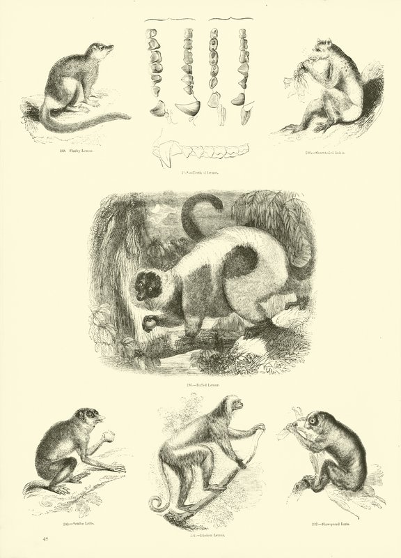 Sida från The Pictorial Museum of Animated Nature av English School
