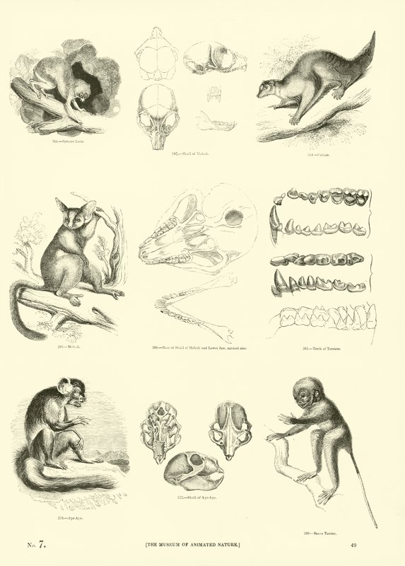 Sida från The Pictorial Museum of Animated Nature av English School